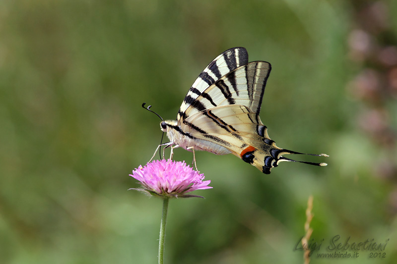 Iphiclides podalirio
